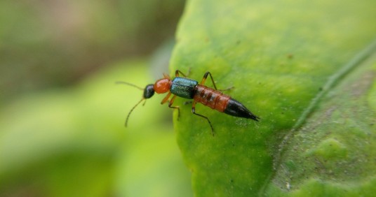 Bitten by three-cavity ants: Signs, treatment and prevention